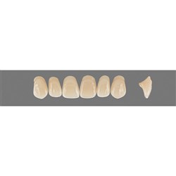 Vita Vitapan 3D, Upper, Anterior, Shade 1M1, Mould O43