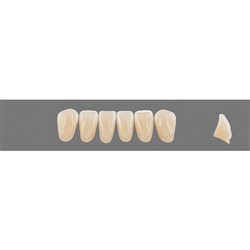 Vita Vitapan 3D, Lower, Anterior, Shade 1M1, Mould L10