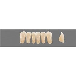 Vita Vitapan 3D, Lower, Anterior, Shade 1M1, Mould L5L