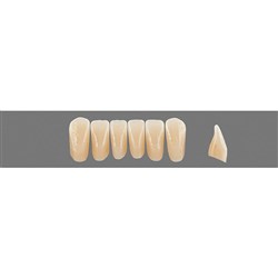 Vita Physiodens 3D, Lower, Anterior, Shade 4M1, Mould  L2M