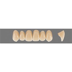 Vita Physiodens 3D, Upper Anterior, Shade 4M3, Mould O2L