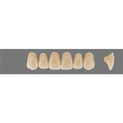 Vita MFT Upper, Anterior, Shade 1M1 B1, Mould T46