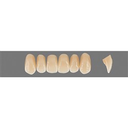 Vita Physiodens Classic, Upper, Anterior, Shade B2, Mould  O1S