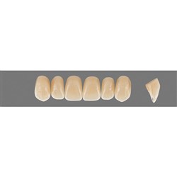 Vita Physiodens Classic, Upper, Anterior, Shade B2, Mould  T1S