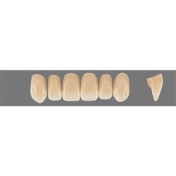VITA Physiodens Classic, Upper Anterior, Shade B2, Mould T5M