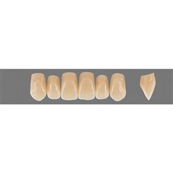 VITA Physiodens Classic, Upper Anterior, Shade B3, Mould T3M
