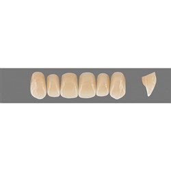 VITA Physiodens Classic, Upper Anterior, Shade B4, Mould T4M