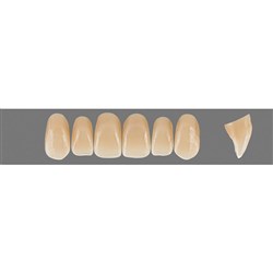 VITA Physiodens Classic, Upper Anterior, Shade C1, Mould X2L