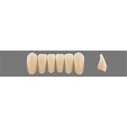 VITA Physiodens Classic, Lower Anterior, Shade C3, Mould L5M