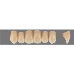 Vita Physiodens Classic Upper, Anterior, Shade C3, Mould O6L