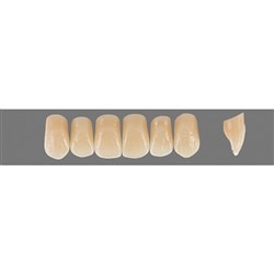 VITA Physiodens Classic, Upper Anterior, Shade D2, Mould O3M