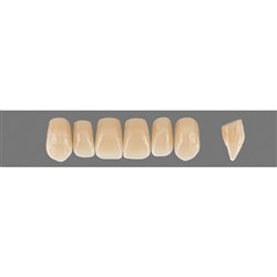 VITA Physiodens Classic, Upper Anterior, Shade D4, Mould T2S