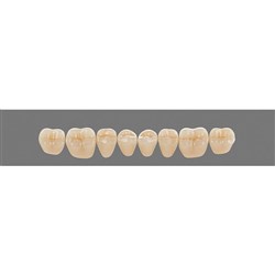 Vita Vitapan 3D, Lower, Posterior, Cuspiform, Shade 1M2, Mould 40CL