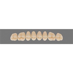 Vita Vitapan 3D, Upper, Posterior, Cuspiform, Shade 1M2, Mould 41CU