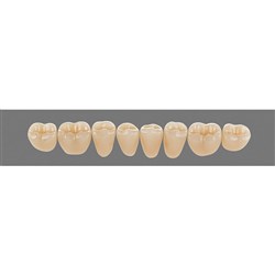 Vita Vitapan 3D, Lower, Posterior, Cuspiform, Shade 1M2, Mould 42CL