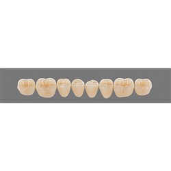 Vita Vitapan 3D, Lower, Posterior, Cuspiform, Shade 1M2, Mould 43CL