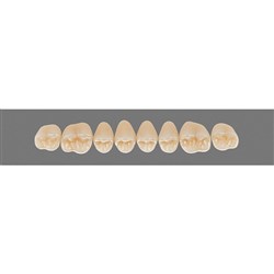 Vita Vitapan 3D, Upper, Posterior, Cuspiform, Shade 1M2, Mould 43CU