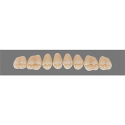 Vita Vitapan 3D, Upper, Posterior, Cuspiform, Shade 1M2, Mould 44CU