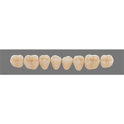 Vita Vitapan 3D, Lower, Posterior, Cuspiform, Shade 2L15, Mould 44CL