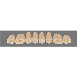 Vita Vitapan 3D, Upper, Posterior, Cuspiform, Shade 2L15, Mould 45CU
