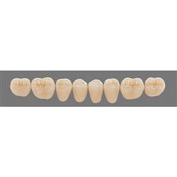 Vita Vitapan 3D, Lower, posterior, Cuspiform, Shade 5M1, Mould 45CL