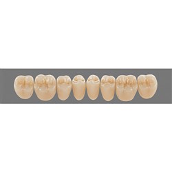 Vita Lingoform 3D, Lower, Posterior, Shade 2L25, Mould 23