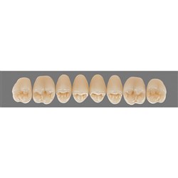 Vita Lingoform 3D, Upper, Posterior, Shade 2L25, Mould 24