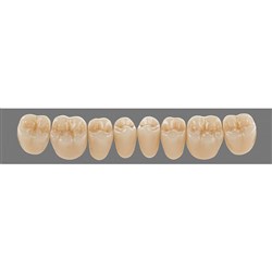 Vita Lingoform Lower, Posterior, Shade A1, Mould 24L