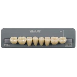 Vita Vitapan Classical Lower, Posterior, Synoform, Shade C4, Mould 14S
