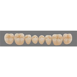 Vita Physiodens 3D Classic Lower, Posterior, Shade A2, Mould 24E