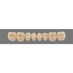 Vita Physiodens 3D Classic Lower, Posterior, Shade A3, Mould 22E