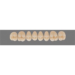 Vita Physiodens Classic, Upper, Posterior, Shade A4, Mould 21E