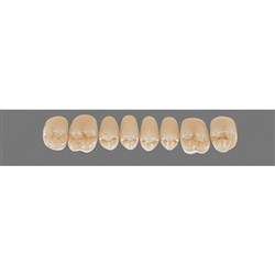 Vita Physiodens Classic, Upper, Posterior, Shade B2, Mould 20E