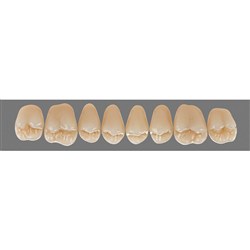 Vita Physiodens Classic, Upper, Posterior, Shade B3, Mould 25E