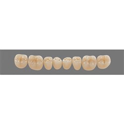 Vita Physiodens Classic, Lower Posterior, Shade B4, Mould 20E
