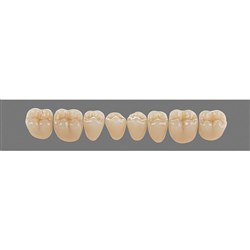 Vita Physiodens Classic, Lower Posterior, Shade B4, Mould 21E