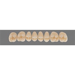 Vita Physiodens Classic, Upper Posterior, Shade B4, Mould 22E