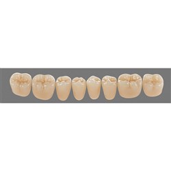 Vita Physiodens Classic, Lower Posterior, Shade C2, Mould 25E