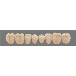 Vita Physiodens Classic, Lower, Posterior, Shade C4, Mould 23E