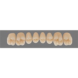 Vita Physiodens Classic, Upper Posterior, Shade D2, Mould 24E