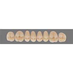 Vita Physiodens Classic, Upper Posterior, Shade D4, Mould 23E