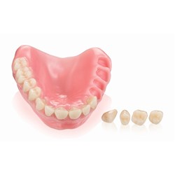 Vita VIONIC VIGO - Anterior - Shade B3, Mould L33 - Lower