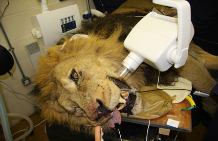 Guttaflow® Bioseal: Not Just For Filling, Also For Healing 