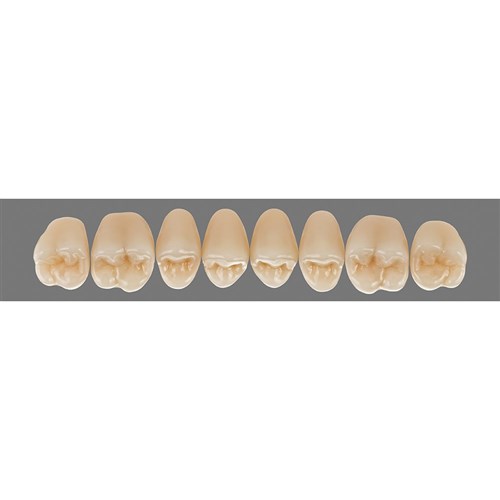 Upper 24L B4 Lingoform Teeth - Classical