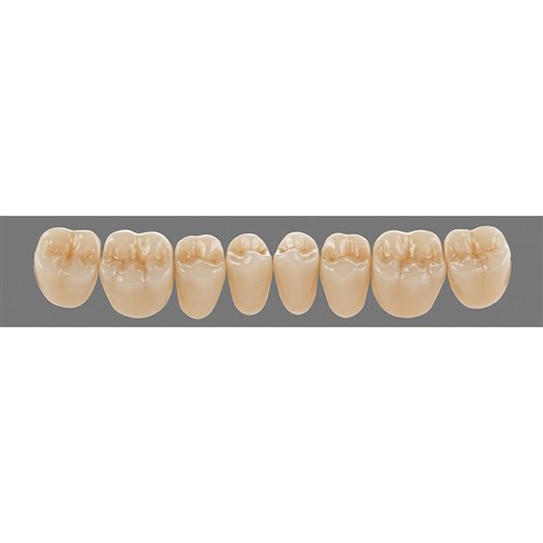 Lower 24L C1 Lingoform Teeth - Classical