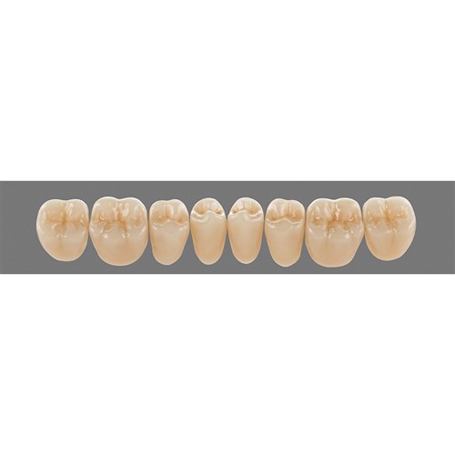 Lower 23L C2 Lingoform Teeth - Classical
