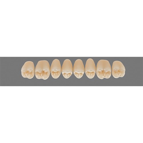 Upper 21L C4 Lingoform Teeth - Classical