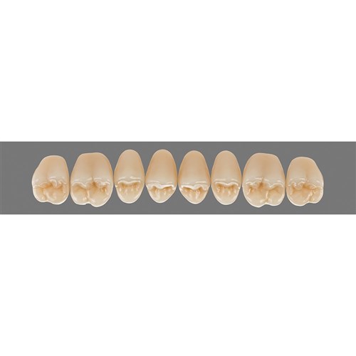 Upper 23L D3 Lingoform Teeth - Classical